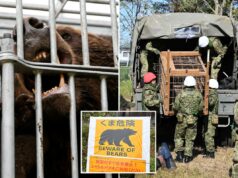Japão envia tropas para ajudar a combater ataques mortais de ursos Japão envia tropas para ajudar a combater ataques mortais de ursos