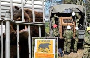 Japão envia tropas para ajudar a combater ataques mortais de ursos Japão envia tropas para ajudar a combater ataques mortais de ursos
