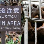 Japão mobiliza forças armadas após ataques recordes de ursos em todo o país