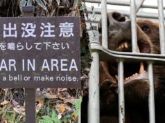 Japão mobiliza forças armadas após ataques recordes de ursos em todo o país Japão mobiliza forças armadas após ataques recordes de ursos em todo o país