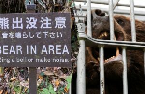Japão mobiliza forças armadas após ataques recordes de ursos em todo o país Japão mobiliza forças armadas após ataques recordes de ursos em todo o país