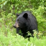 Japão permite que polícia atire em ursos