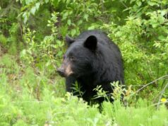 Japão permite que polícia atire em ursos Japão permite que polícia atire em ursos