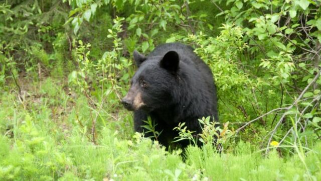 Japão permite que polícia atire em ursos Japão permite que polícia atire em ursos