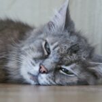 Lágrimas pela resposta do gato ao ser abandonado pelo proprietário que se mudou