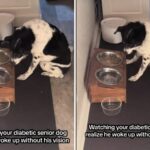 Blind dog by food bowl