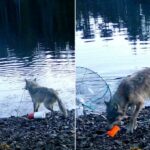 Lobo filmado usando ferramentas 'exatamente como os humanos fazem' em possível descoberta da vida selvagem: especialista