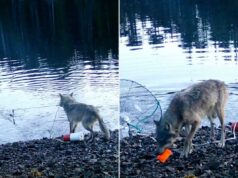 Lobo filmado usando ferramentas ‘exatamente como os humanos fazem’ em possível descoberta da vida selvagem: especialista Lobo filmado usando ferramentas 'exatamente como os humanos fazem' em possível descoberta da vida selvagem: especialista