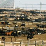 Lucrativa carne bovina produzida com grãos para a China está ameaçada enquanto Trump faz as pazes com Xi