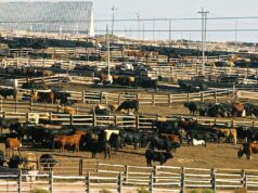 Lucrativa carne bovina produzida com grãos para a China está ameaçada enquanto Trump faz as pazes com Xi Lucrativa carne bovina produzida com grãos para a China está ameaçada enquanto Trump faz as pazes com Xi