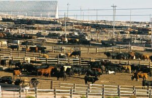Lucrativa carne bovina produzida com grãos para a China está ameaçada enquanto Trump faz as pazes com Xi Lucrativa carne bovina produzida com grãos para a China está ameaçada enquanto Trump faz as pazes com Xi