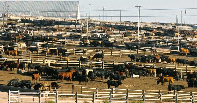 Lucrativa carne bovina produzida com grãos para a China está ameaçada enquanto Trump faz as pazes com Xi
