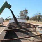 Maior safra de todos os tempos? Os agricultores de WA poderiam estar colhendo o caminho para um recorde?