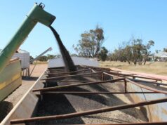 Maior safra de todos os tempos? Os agricultores de WA poderiam estar colhendo o caminho para um recorde? Maior safra de todos os tempos? Os agricultores de WA poderiam estar colhendo o caminho para um recorde?