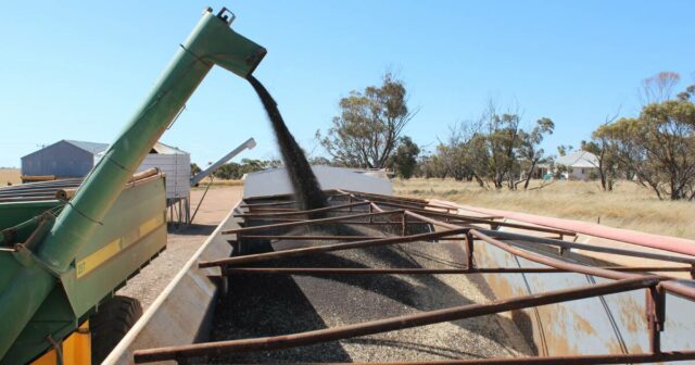 Maior safra de todos os tempos? Os agricultores de WA poderiam estar colhendo o caminho para um recorde?
