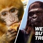 Mania por causa de macacos 'infectados' que escaparam no Mississippi – 1 ainda está ausente | Estranho, mas é verdade