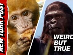 Mania por causa de macacos ‘infectados’ que escaparam no Mississippi – 1 ainda está ausente | Estranho, mas é verdade Mania por causa de macacos 'infectados' que escaparam no Mississippi – 1 ainda está ausente | Estranho, mas é verdade