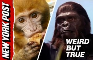 Mania por causa de macacos ‘infectados’ que escaparam no Mississippi – 1 ainda está ausente | Estranho, mas é verdade Mania por causa de macacos 'infectados' que escaparam no Mississippi – 1 ainda está ausente | Estranho, mas é verdade