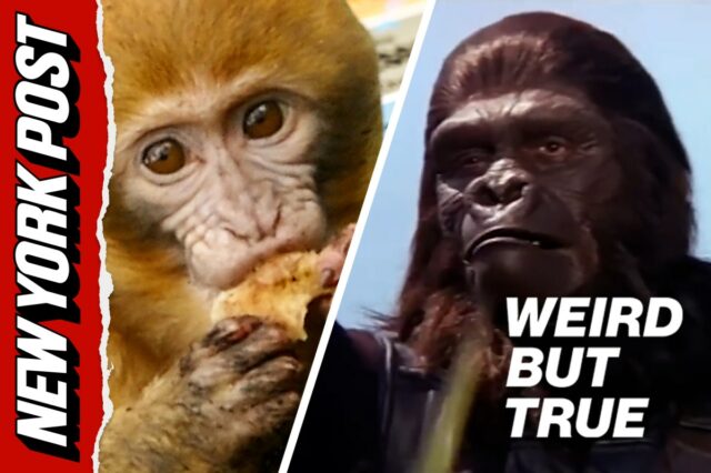 Mania por causa de macacos 'infectados' que escaparam no Mississippi – 1 ainda está ausente | Estranho, mas é verdade
