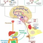 Mente adstringente e mais aguçada: os flavanóis desencadeiam a atividade cerebral para memória e resposta ao estresse