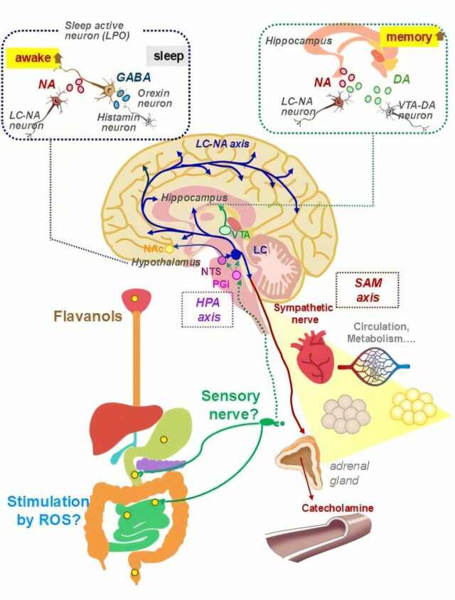 Mente adstringente e mais aguçada: os flavanóis desencadeiam a atividade cerebral para memória e resposta ao estresse
