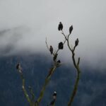 Ícone de conversão de texto em fala