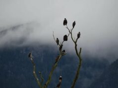 Milhares de águias americanas descem em Fraser Valley, BC, para migração de inverno Ícone de conversão de texto em fala