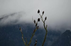 Milhares de águias americanas descem em Fraser Valley, BC, para migração de inverno Ícone de conversão de texto em fala