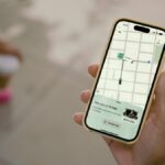 gato piscante pássaro verde