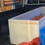 Mulher tailandesa encontrada viva em caixão em crematório