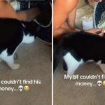 Tuxedo cat steals money