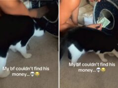 Namorado fica perplexo quando o dinheiro continua desaparecendo – então o casal vê o que o gato faz Tuxedo cat steals money
