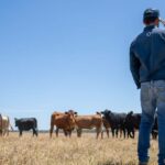 Não desista: os produtores de gado perdem a luta por mais voz nos negócios do MLA