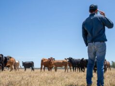 Não desista: os produtores de gado perdem a luta por mais voz nos negócios do MLA Não desista: os produtores de gado perdem a luta por mais voz nos negócios do MLA