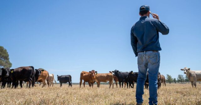 Não desista: os produtores de gado perdem a luta por mais voz nos negócios do MLA
