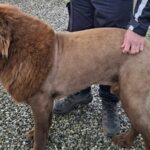 Fotografia divulgada pela força policial irlandesa, conhecida como Garda Síochána, mostrando Mouse, o cachorro que foi confundido com um leão.