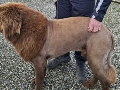 ‘Não poderia ser o que parece?’ O ‘leão’ que deixou a Irlanda nervosa Fotografia divulgada pela força policial irlandesa, conhecida como Garda Síochána, mostrando Mouse, o cachorro que foi confundido com um leão.