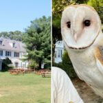 Nebulosa da coruja-das-torres de Long Island ainda desaparecida à medida que dicas confiáveis ​​diminuem