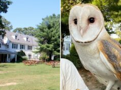 Nebulosa da coruja-das-torres de Long Island ainda desaparecida à medida que dicas confiáveis diminuem Nebulosa da coruja-das-torres de Long Island ainda desaparecida à medida que dicas confiáveis diminuem