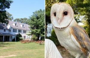 Nebulosa da coruja-das-torres de Long Island ainda desaparecida à medida que dicas confiáveis diminuem Nebulosa da coruja-das-torres de Long Island ainda desaparecida à medida que dicas confiáveis diminuem