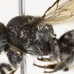 Nova abelha descoberta em WA