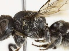 Nova abelha ‘diabo’ com chifres descoberta por cientista em WA Nova abelha descoberta em WA