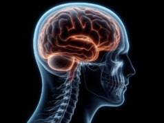 Novo estudo identifica cinco fases principais da religação cerebral Novo estudo identifica cinco fases principais da religação cerebral
