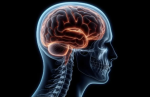 Novo estudo identifica cinco fases principais da religação cerebral Novo estudo identifica cinco fases principais da religação cerebral