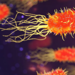 Novo estudo sobre peptídeos antimicrobianos pode conter Salmonella e ajudar a combater a RAM