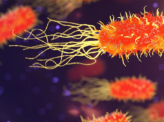 Novo estudo sobre peptídeos antimicrobianos pode conter Salmonella e ajudar a combater a RAM Novo estudo sobre peptídeos antimicrobianos pode conter Salmonella e ajudar a combater a RAM