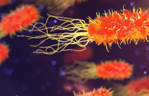 Novo estudo sobre peptídeos antimicrobianos pode conter Salmonella e ajudar a combater a RAM Novo estudo sobre peptídeos antimicrobianos pode conter Salmonella e ajudar a combater a RAM