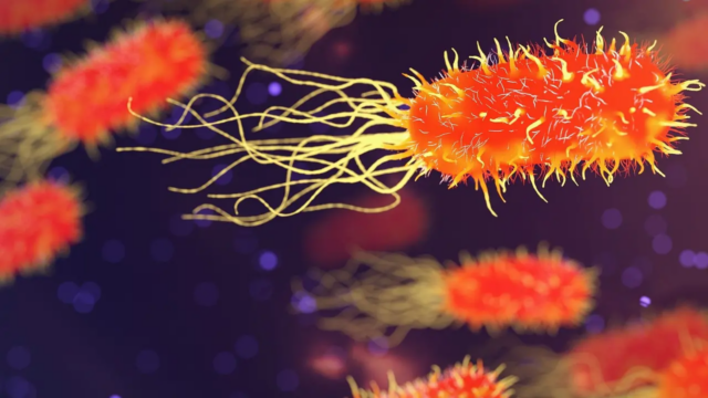 Novo estudo sobre peptídeos antimicrobianos pode conter Salmonella e ajudar Novo estudo sobre peptídeos antimicrobianos pode conter Salmonella e ajudar a combater a RAM