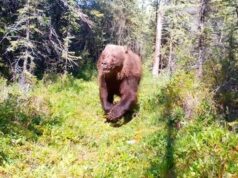 O enorme urso pardo Yukon proporciona um momento emocionante de câmera de trilha Urso pardo em fuga.