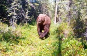 O enorme urso pardo Yukon proporciona um momento emocionante de câmera de trilha Urso pardo em fuga.